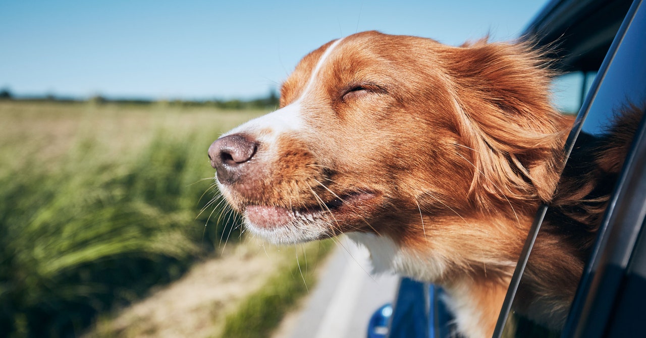 Model Y Is Getting a Mutt Makeover, Joining the List of Cars Designed forâand byâDogs